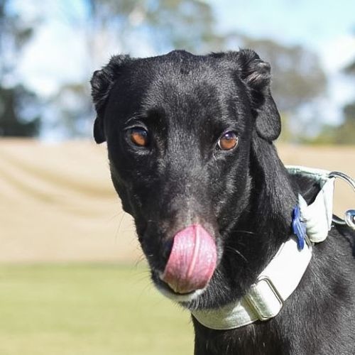 Warren The Greyhound