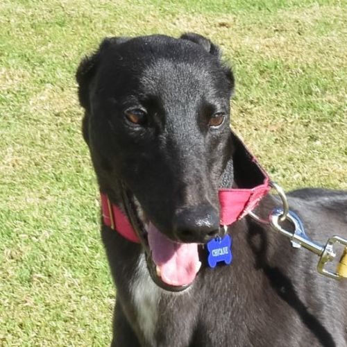 Chicane The Greyhound