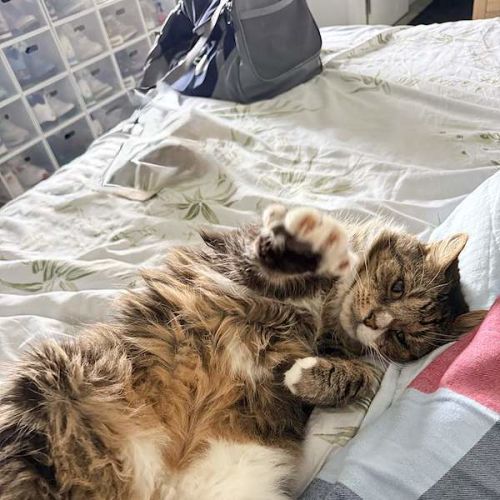 Tango