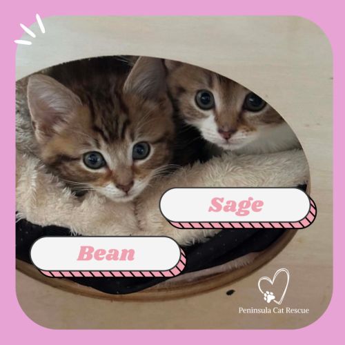 Bean