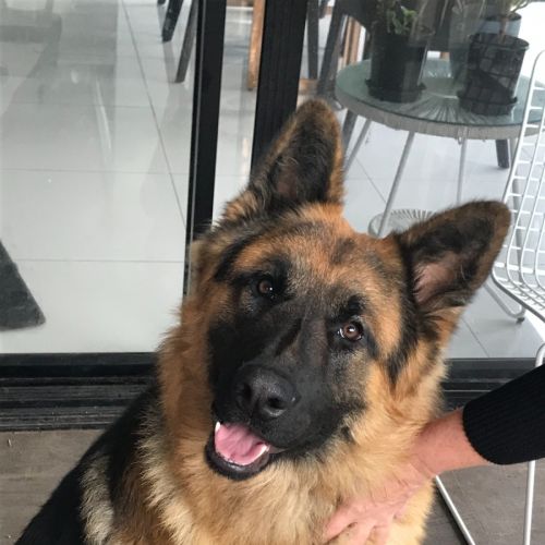 Otto