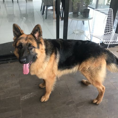 Otto