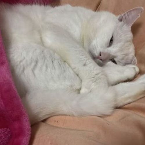 Snowball