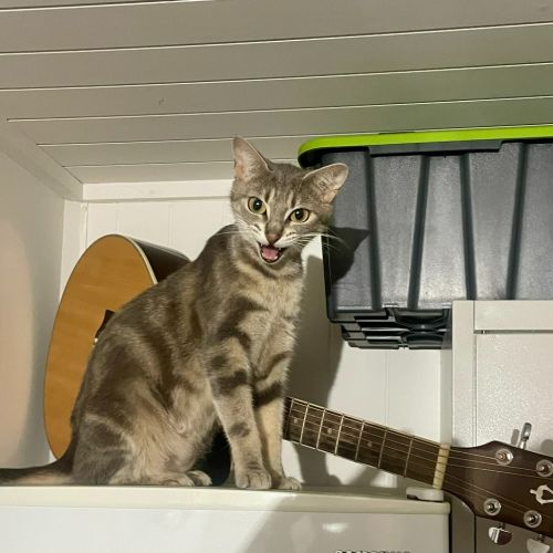 Piper