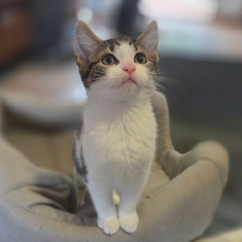 Precious