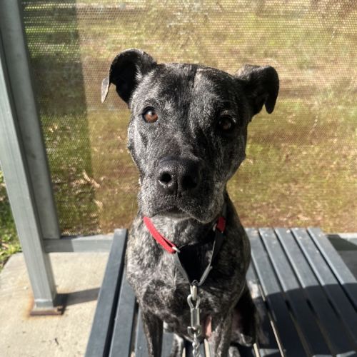 Leila