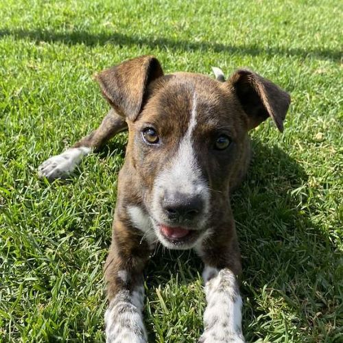 Dobby