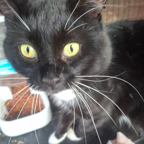 Whiskers