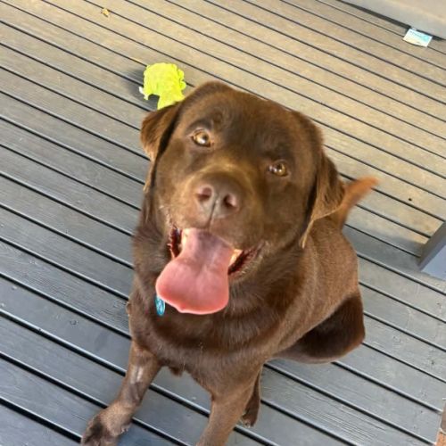 Duke