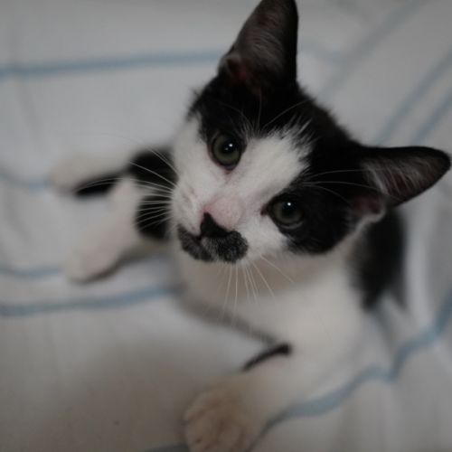 Pedro