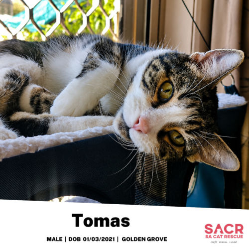 Tomas