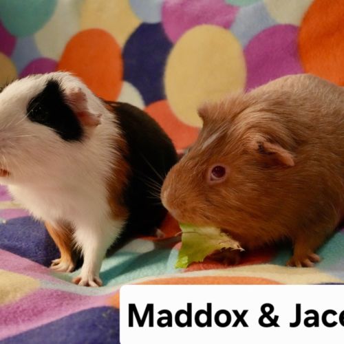 Maddox & Jace