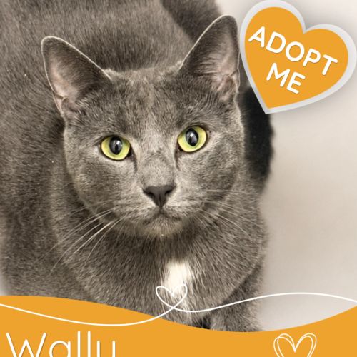 Wally