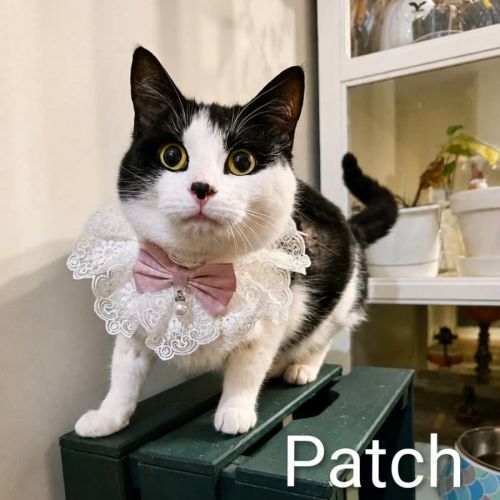 Patch & PC