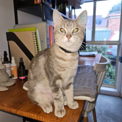 Attie ** 2nd Chance Cat Rescue**