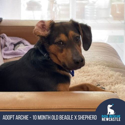 Archie - 10 Month Old Beagle X Shepherd