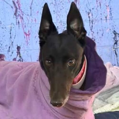 Marcia The Greyhound