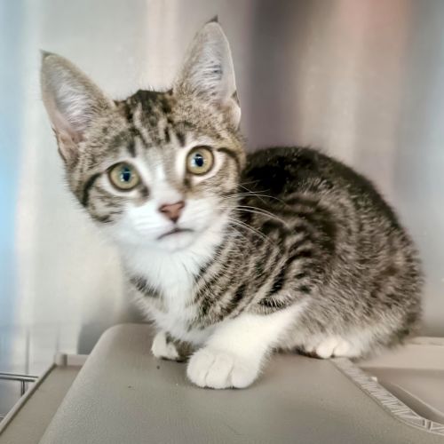 Harry