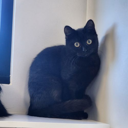 Panther
