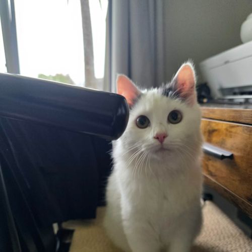 Wasabi