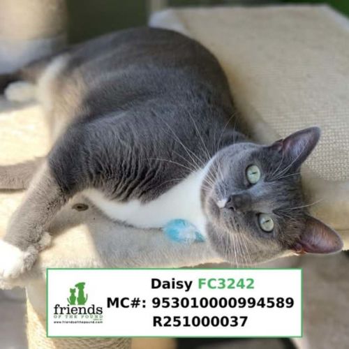 Daisy