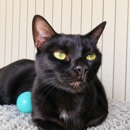 Coco