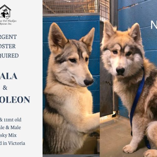 Nala & Napoleon 