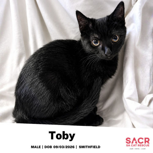 Toby