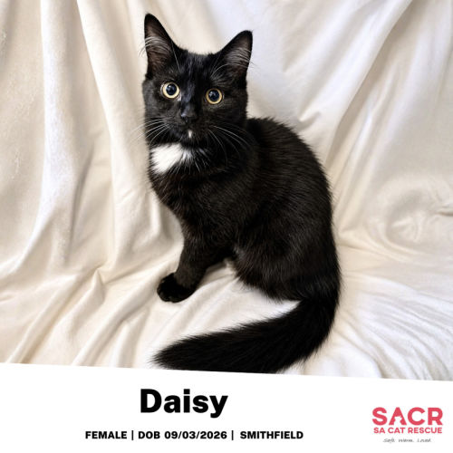 Daisy