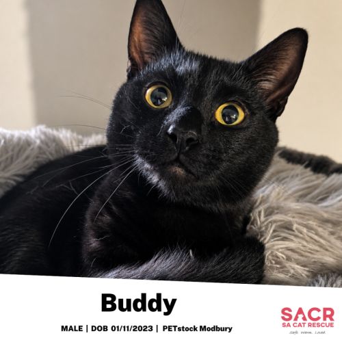 Buddy