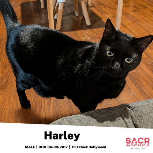 Harley