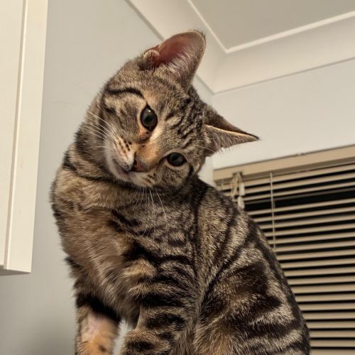 Zeke