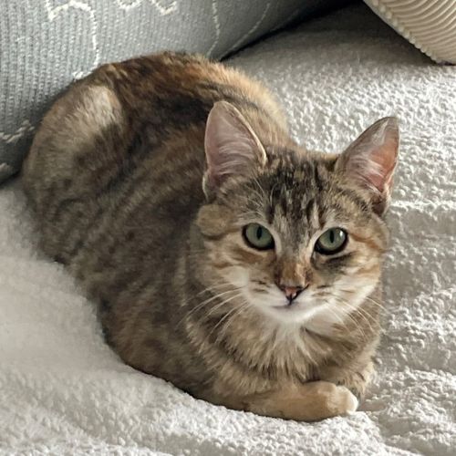 Misha