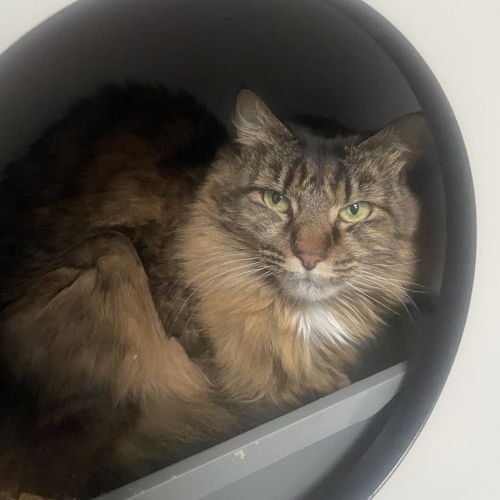 Cleo (bonded To Bella)
