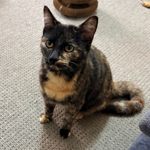 Rosie