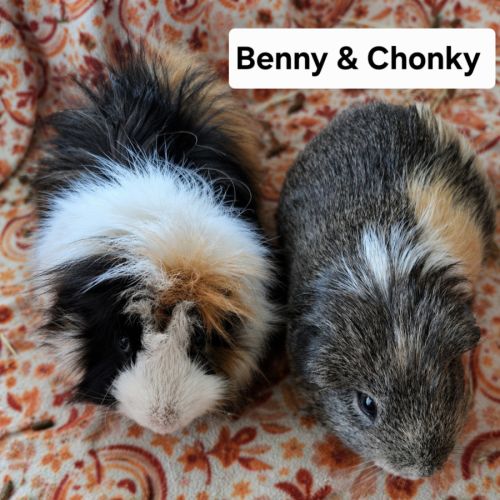 Benny & Chonky