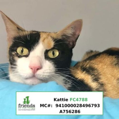 Kattie