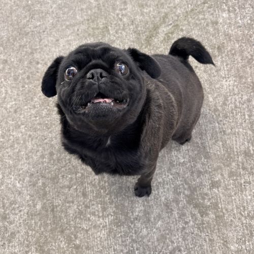 Luna