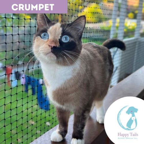 Crumpet