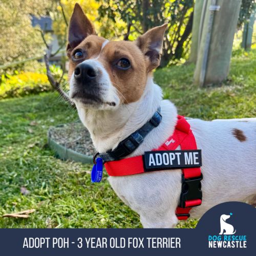 Poh - 3 Year Old Fox Terrier