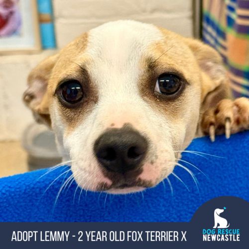 Lemmy - 2 Year Old Fox Terrier X