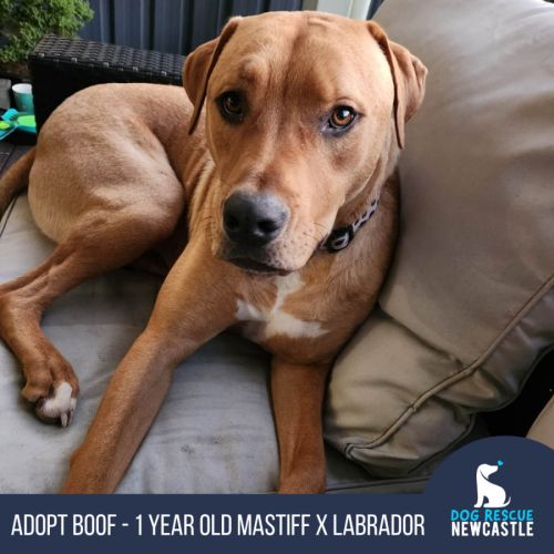 Boof - 1 Year Old Mastiff X Labrador