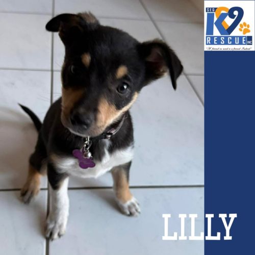 Lilly