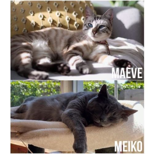 3820 & 4660 - Maeve & Meiko