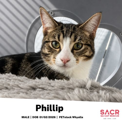 Phillip