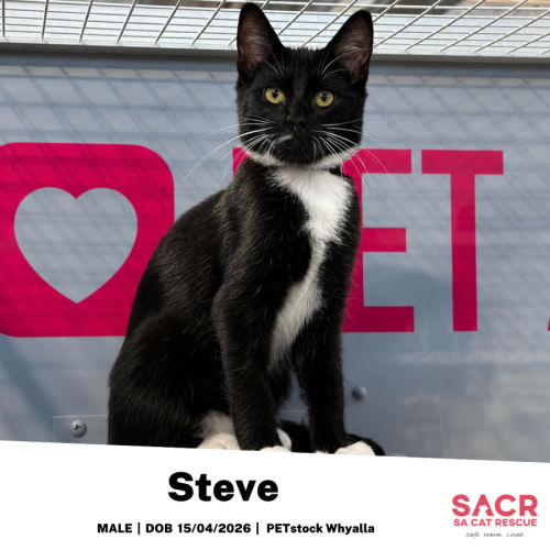 Steve