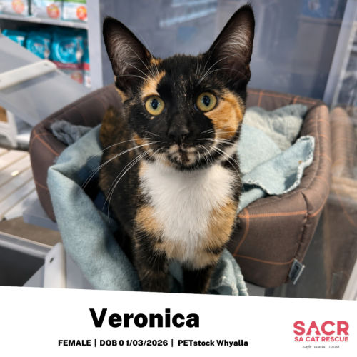 Veronica