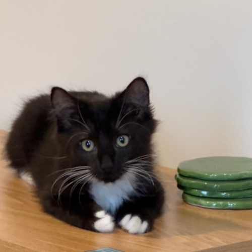Oscar
