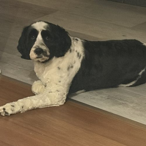 Pippa