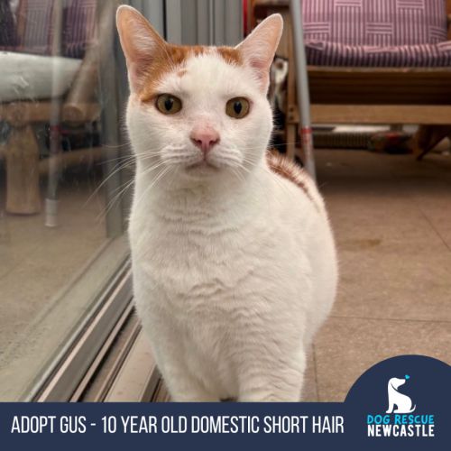 No photo for Gus   10 Year Old Domestic Short Hair